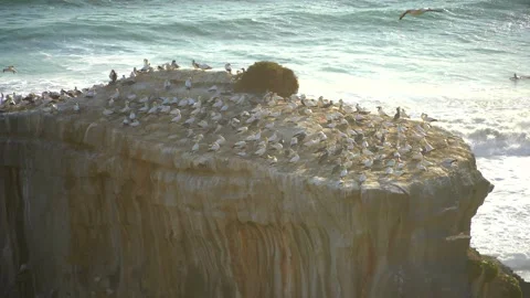 Case Study: Life of birds. Gannet colony. Gannets Stock Footage 238815491