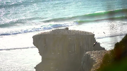 Case Study: Life of birds. Gannet colony. Gannets Stock Footage 238815635