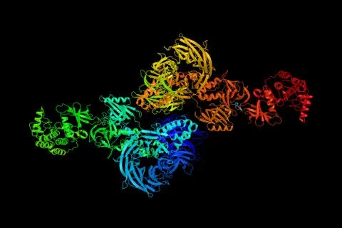 Casein kinase I isoform alpha is an enzyme that in humans is encoded by the.. Illustration
