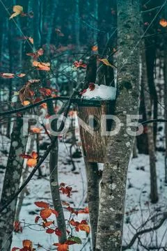 Casetta Uccelli albero Stock Photos