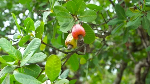 Cashew and their nuts are ripe on the tree Video stock 57542540