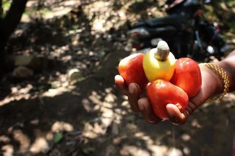 Cashew apple on the hand Stock Photos
