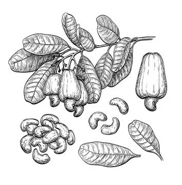 Cashew big set. Stock Illustration