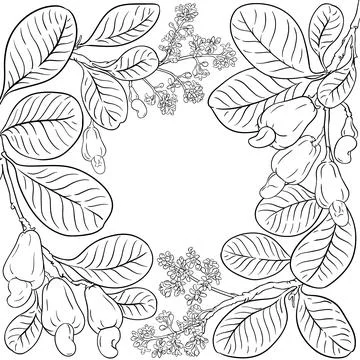 Cashew Branch with Nuts Outline Frame. Stock Illustration