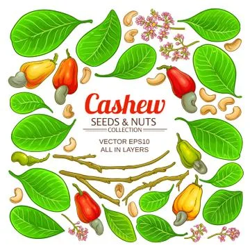 Cashew elements set Illustrazione stock