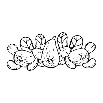 Cashew fruit big composition isolated on white. Stock Illustration