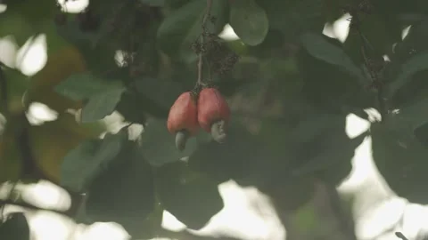 Cashew fruit  Stock Footage 186458832