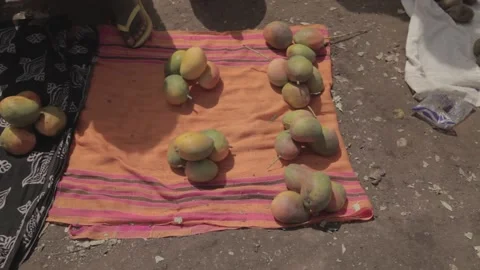 Cashew fruit in Guinea 스톡 동영상 146457051