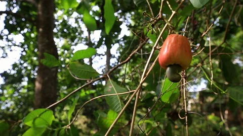 Cashew fruit hanging on a tree Vidéo 129993050
