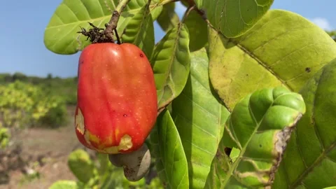 Cashew fruit with nut is also known as Anacardium occidentale, growing on a tree Stock Footage 314120188