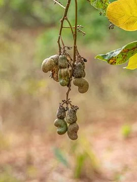 Cashew Fruit with selective focus Foto stock