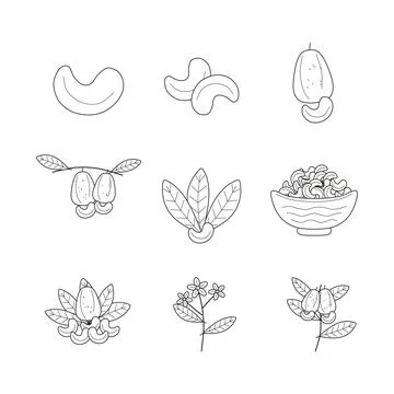 Cashew icon set with nuts and plant Stock Illustration