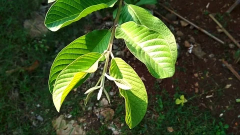 Cashew leaves Stock Footage 79054649