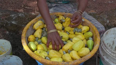 Cashew nut harvesting. Stock Footage 240166628