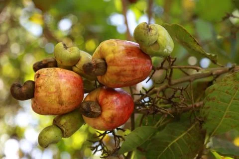 Cashew nut Stock Photos