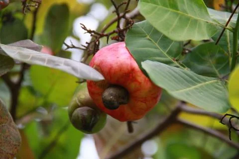 Cashew nut Stock Photos