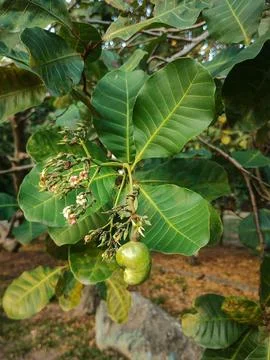 Cashew nut sprouting on the tree. Stock Photos