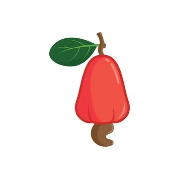Cashew nut vector illustration concept design templatecashew Stock Illustration
