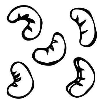 Cashew Nuts. Doodle Style Vector Design, Isolated on White Background. Stock Illustration