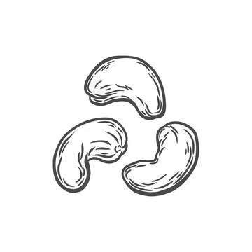 Cashew nuts in engraving style Stock Illustration