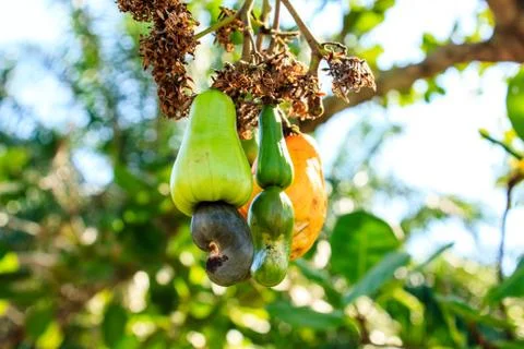 Cashew nuts growing on a tree this extraordinary nut grows outside the fruit Stock Photos