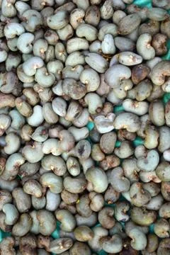 Cashew nuts keep for drying in sunlight Stock Photos