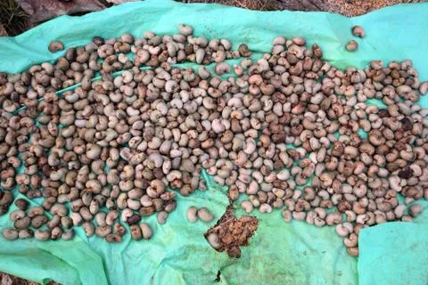 Cashew nuts keep for drying in sunlight Stock Photos