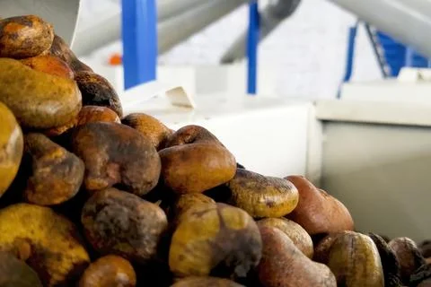 Cashew nuts processing at cashew production factory, conveyor lines and proce Foto stock