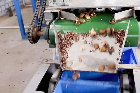 Cashew nuts processing at cashew production factory, conveyor lines and proce Stock Photos