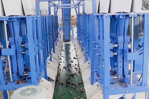 Cashew nuts processing at cashew production factory, conveyor lines and proce Stock Photos