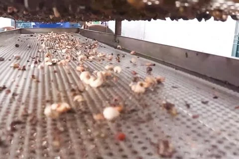 Cashew nuts processing at cashew production factory, conveyor lines and proce Foto stock