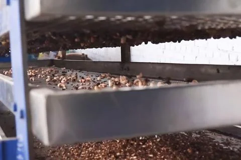 Cashew nuts processing at cashew production factory, conveyor lines and proce Stock Photos