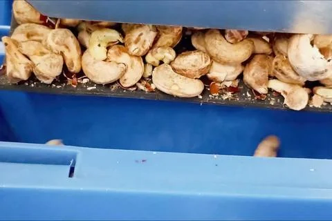 Cashew nuts processing at cashew production factory, conveyor lines and proce Stock Photos