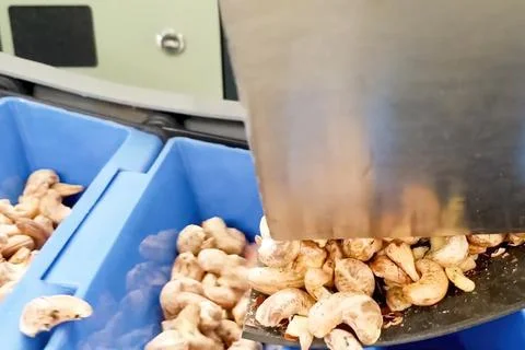 Cashew nuts processing at cashew production factory, conveyor lines and proce Stock Photos