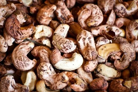Cashew nuts with shells Stock Photos