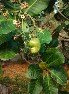 Cashew nuts sprouting on the tree Stock Photos