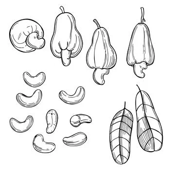 Cashew nuts.  Vector  illustration. Stock Illustration