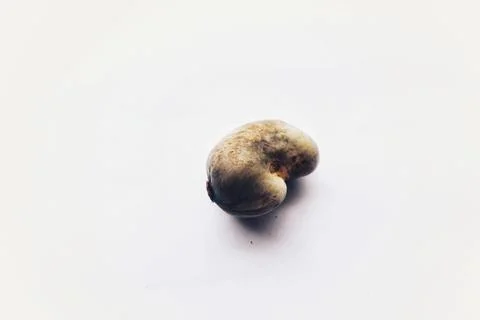 Cashew Seed: The Versatile Nut from the Cashew Fruit Stock Photos