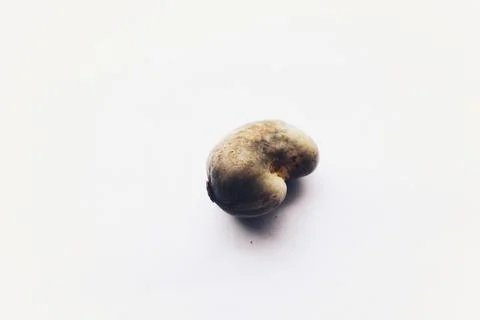 Cashew Seed: The Versatile Nut from the Cashew Fruit Foto stock