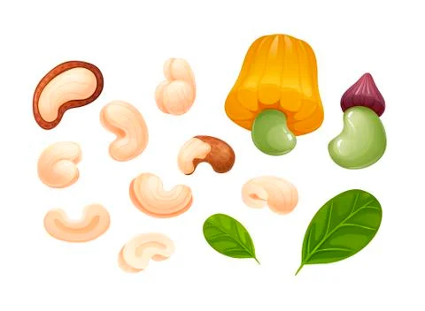 Cashew set, different rotations, raw and hulled Stock Illustration