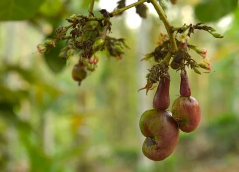 The cashew tree (Anacardium occidentale) is a tropical evergreen tree that pr Stock Photos