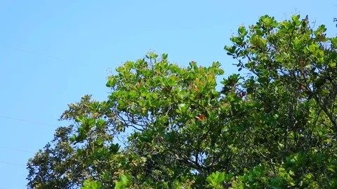 Cashew tree branches swaying in the wind. Flat plane Vídeos de archivo 101380705