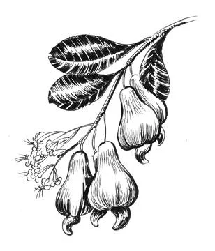 Cashew tree Illustrazione stock