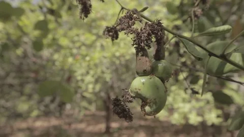 Cashews in the branches of trees swaying 스톡 동영상 146457208