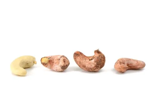Cashews with shell Foto stock