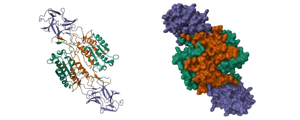 Caspase-1 complex with interleukin-18 (violet) Stock Illustration