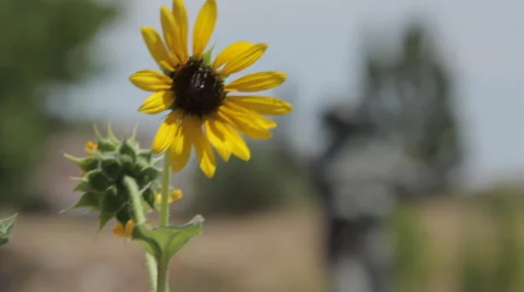 Casper WY - B roll sunflower and statue 1 Stock-Footage 40540920