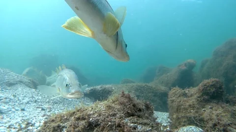 Caspersen Snook fish closeup 4K 30fps 60sec Stock Footage 213304197