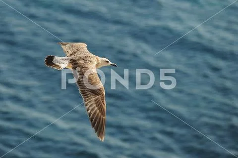 Caspian gull (Larus cachinnans) in flight Stock Photos