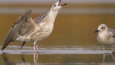 Caspian gull (Larus cachinnans) Stock Footage 79898972